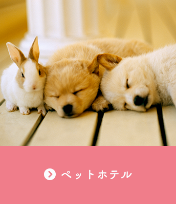 ペットホテル