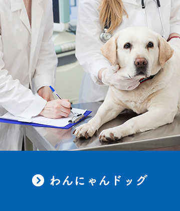 わんにゃんドッグ
